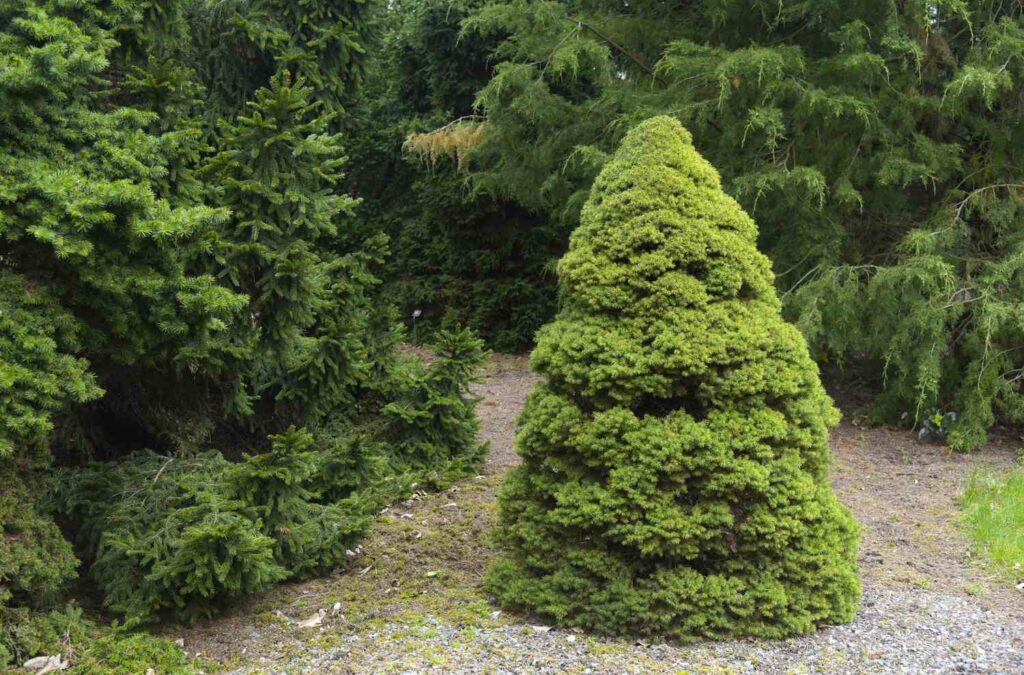 Dwarf Alberta Spruce (Picea glauca 'Conica')